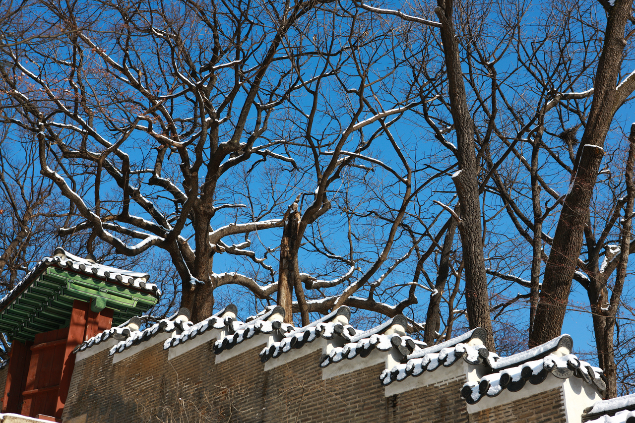 창덕궁 후원 겨울