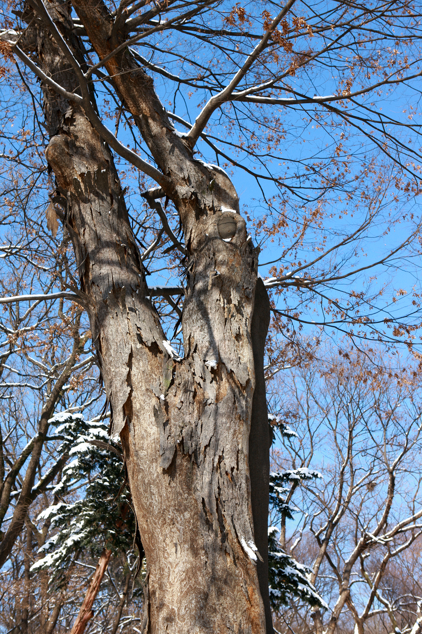 창덕궁 후원 겨울