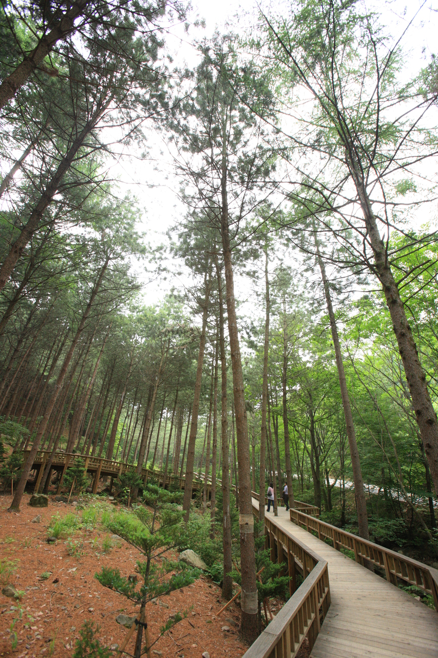 산음자연휴양림